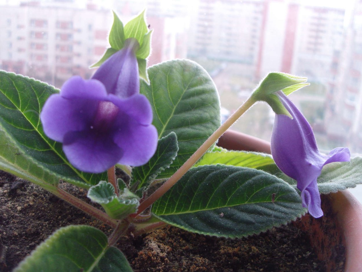 Тидея бело розовая