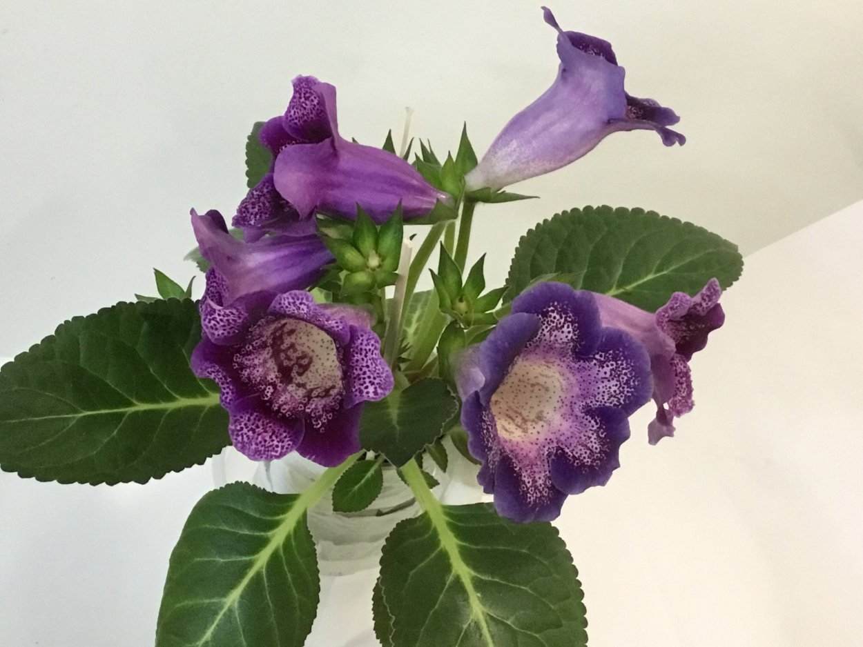 Тидея комнатная