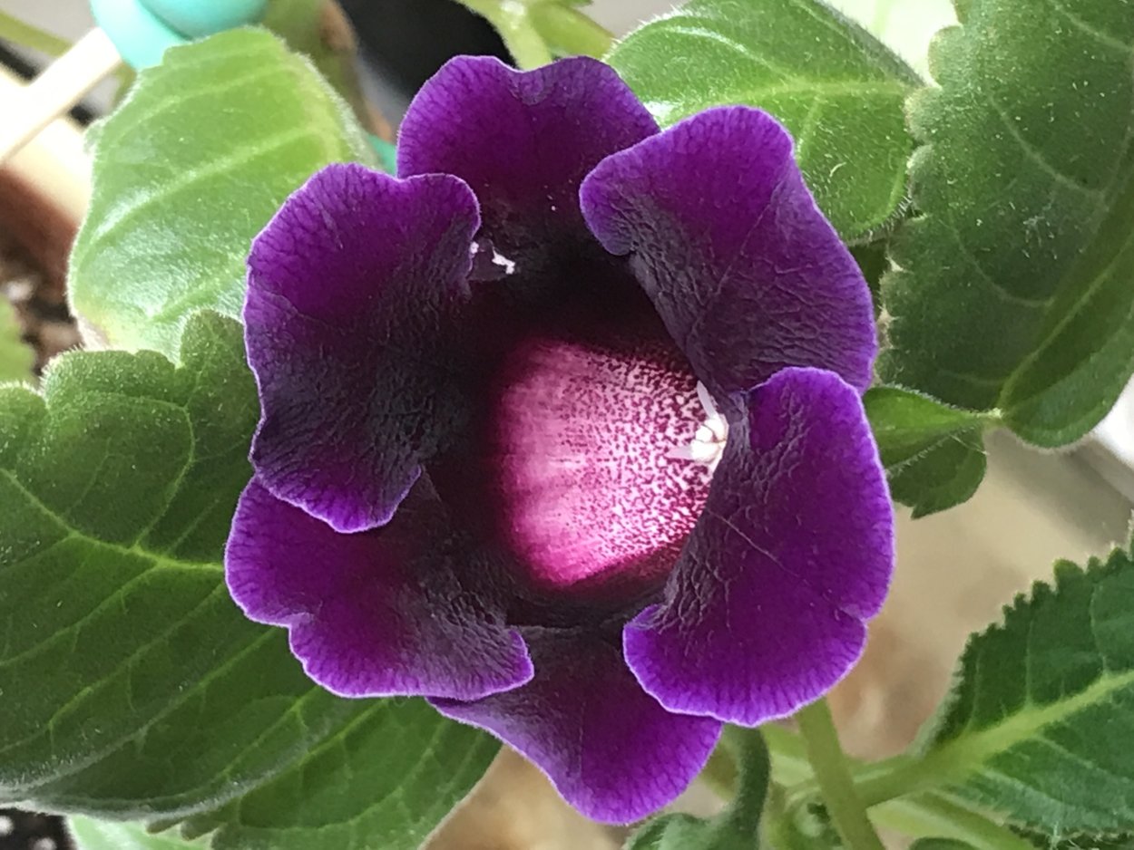 Тидея Нимбус