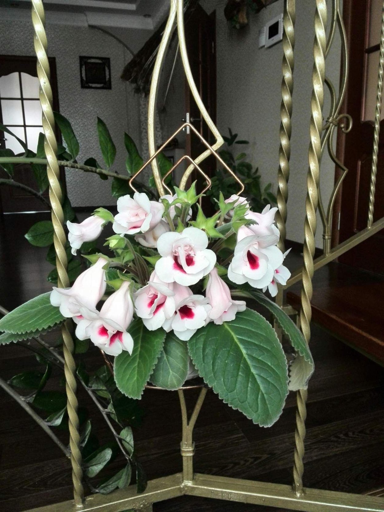 Глоксиния НТ Рошель