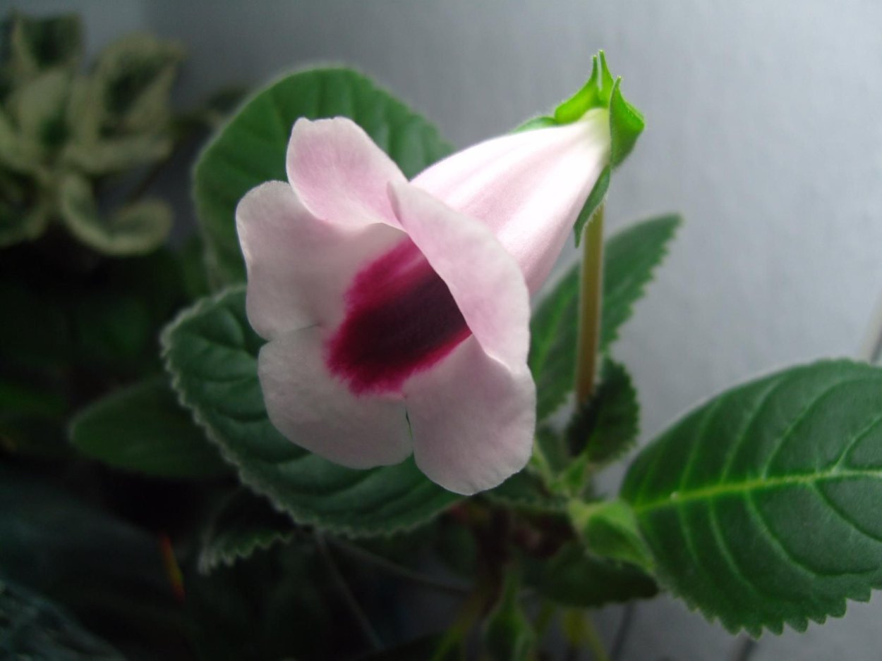 Глоксиния синнингия Тидея