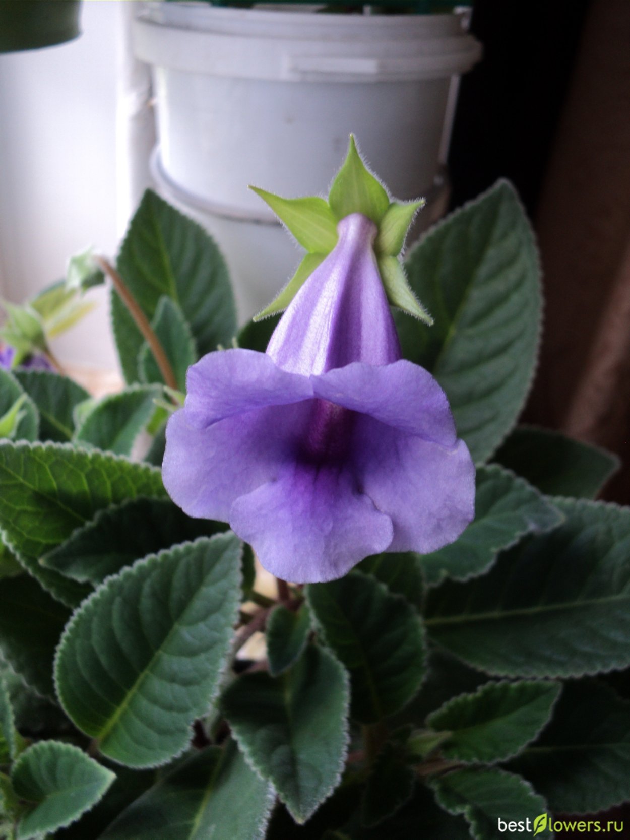 Глоксиния Тидея Калипсо