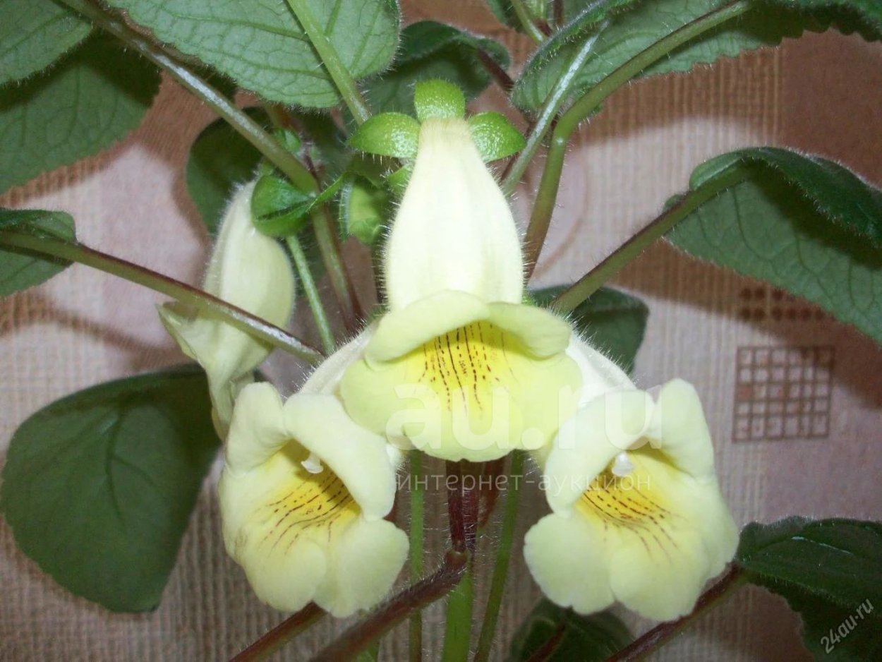 Комнатные цветы Тидея