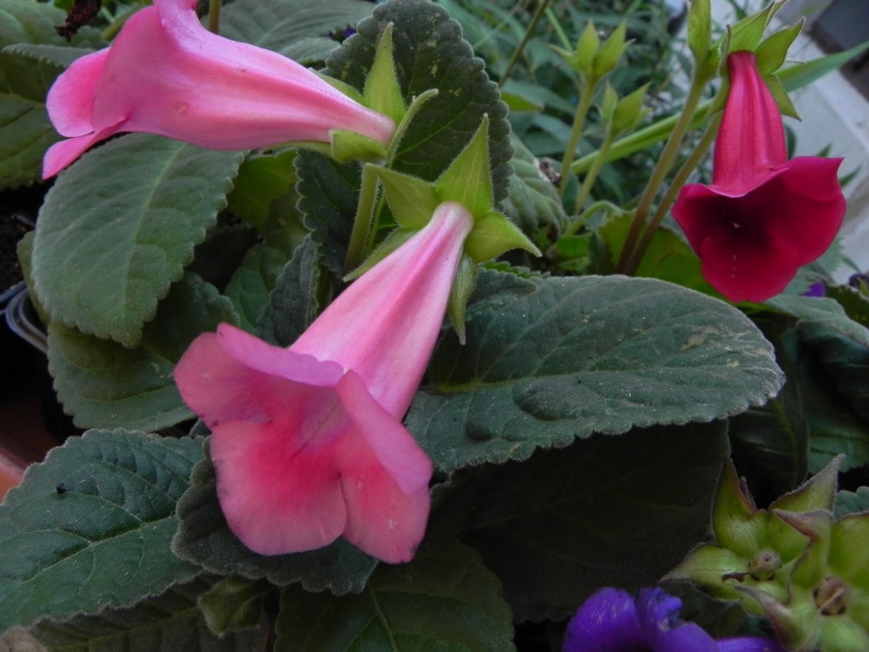 Глоксиния Тидея синяя