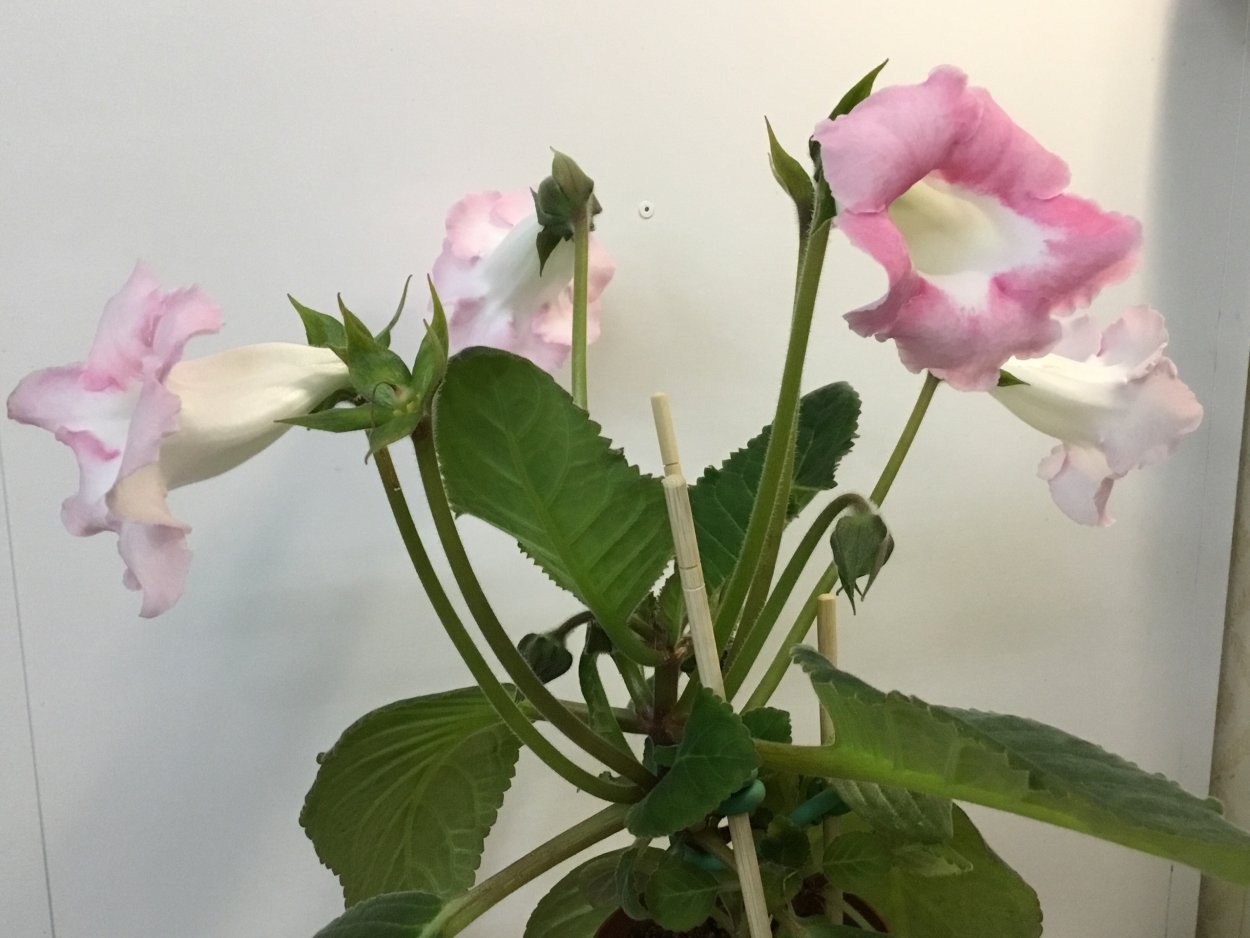 Глоксиния ЕС-ягода - малина