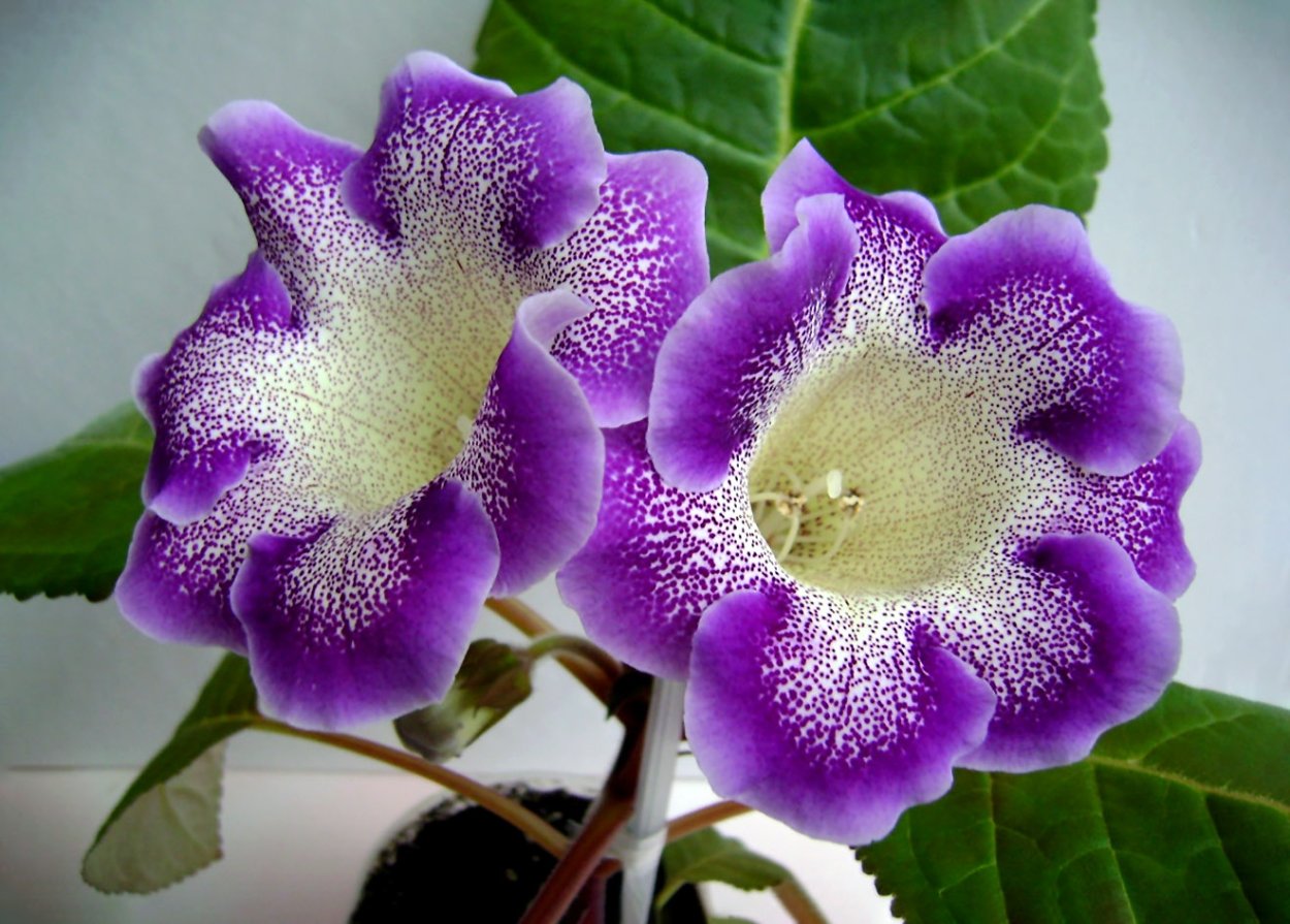 Синнингия Blue Ciel