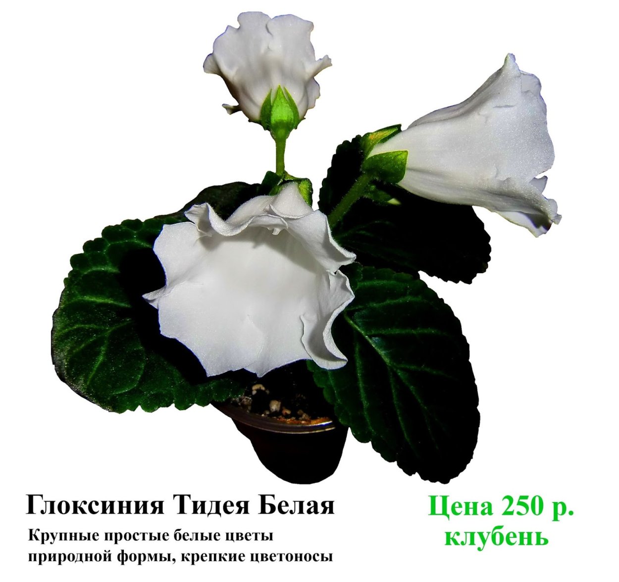 Тидея цветок