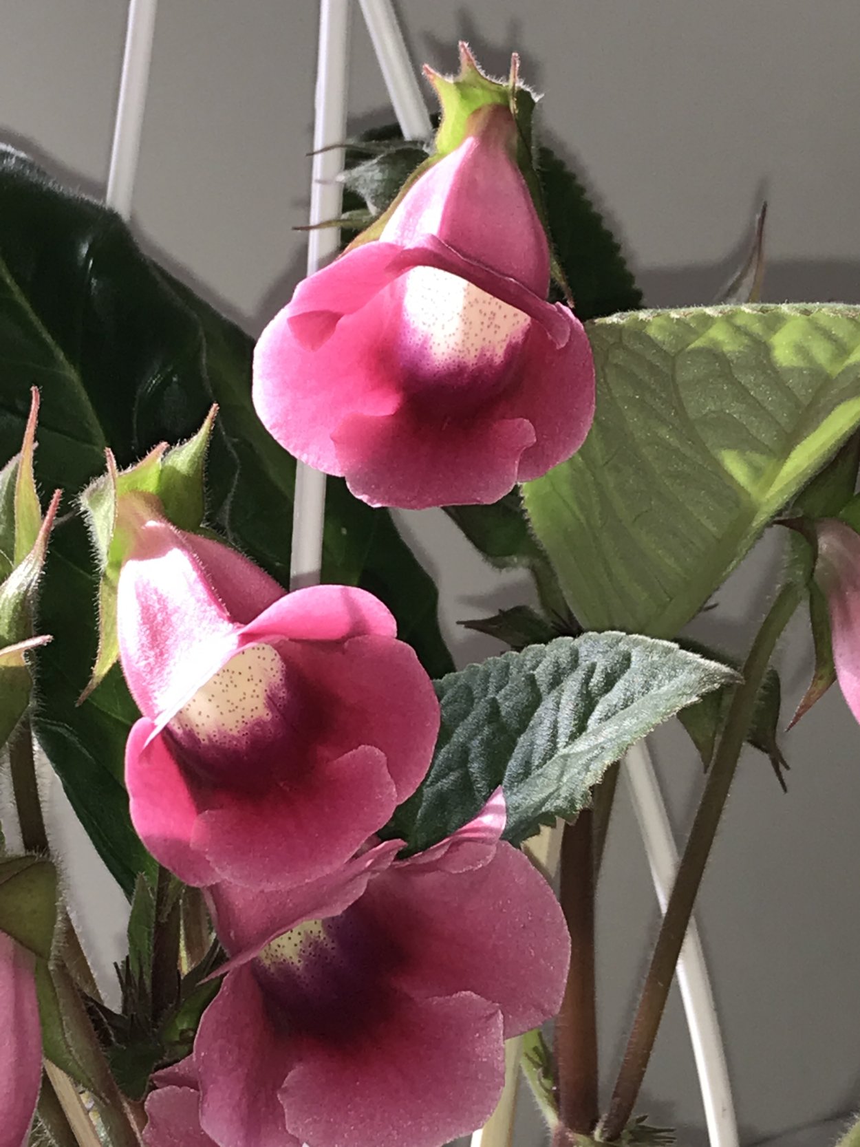 Глоксиния МУЛЬТИБЕЛЛС