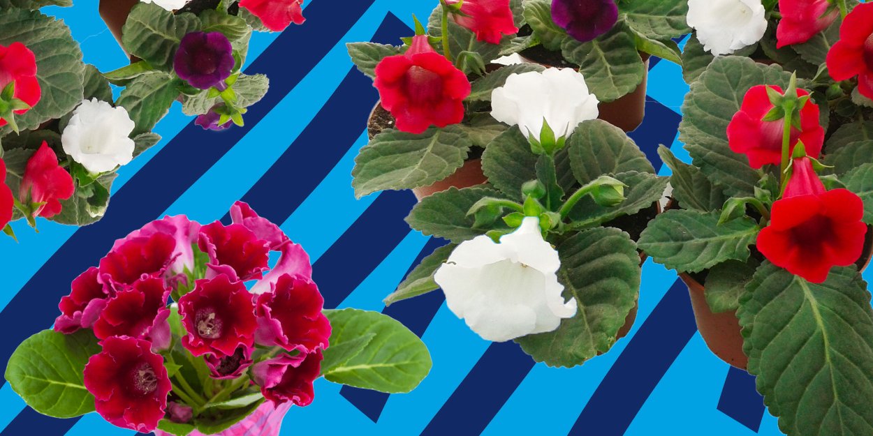 Глоксиния синнингия Тидея