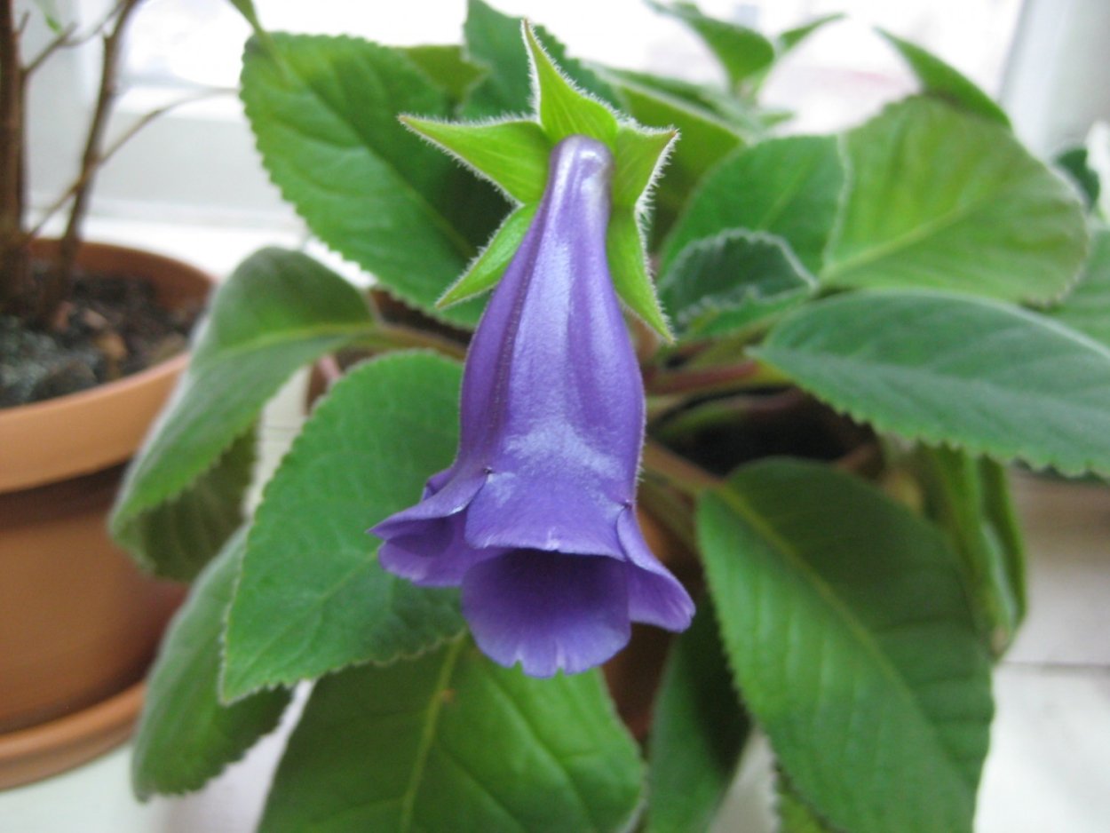 Глоксиния Тидея