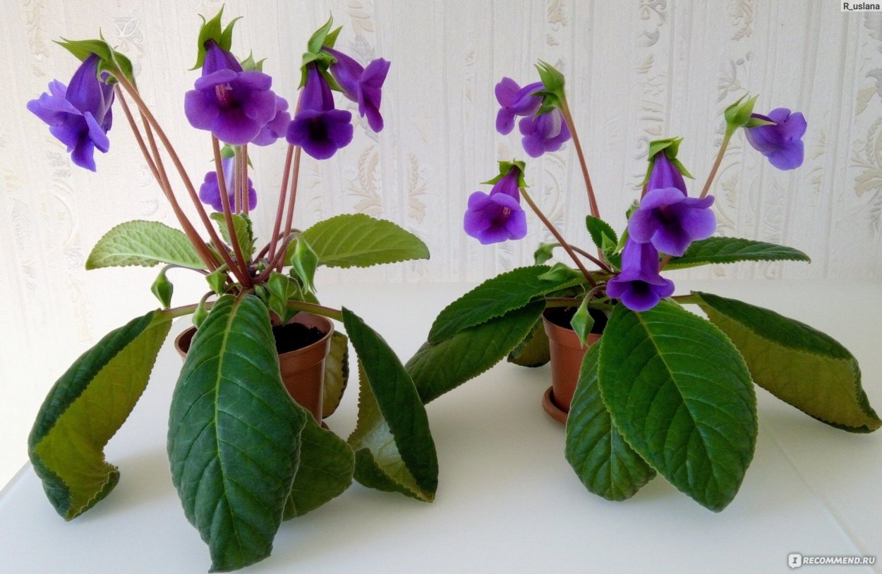 Глоксиния Тидея Марс