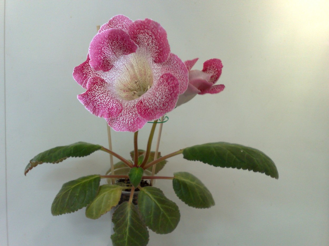 Глоксиния Тидея черри