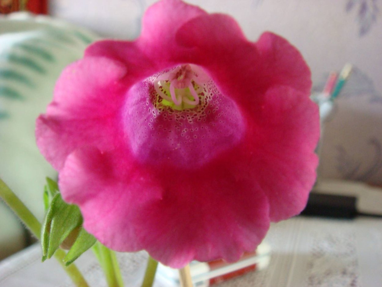 Глоксиния Тидея фиолетовая