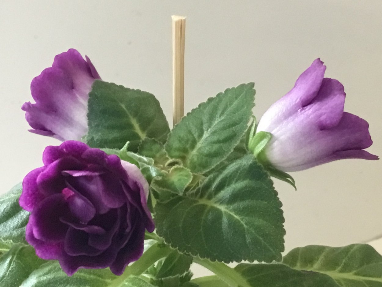 Тидея махровая