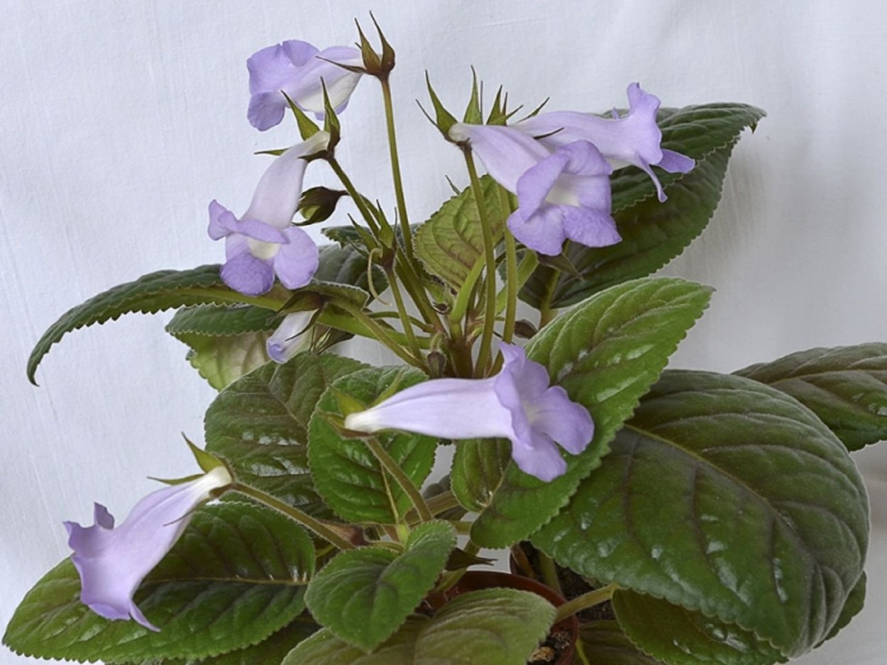 Глоксиния Везувий