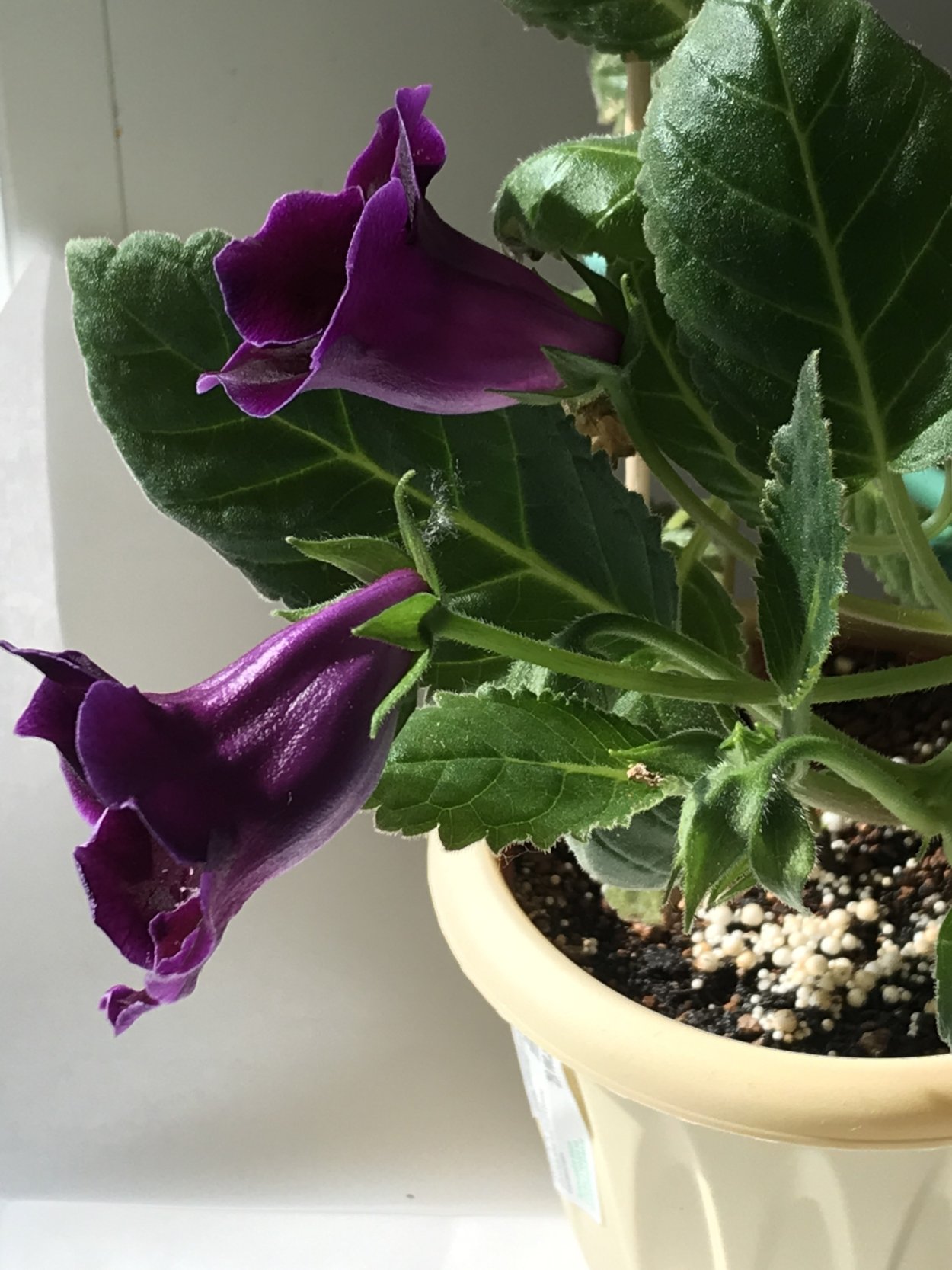 Фиалка глоксиния Тидея