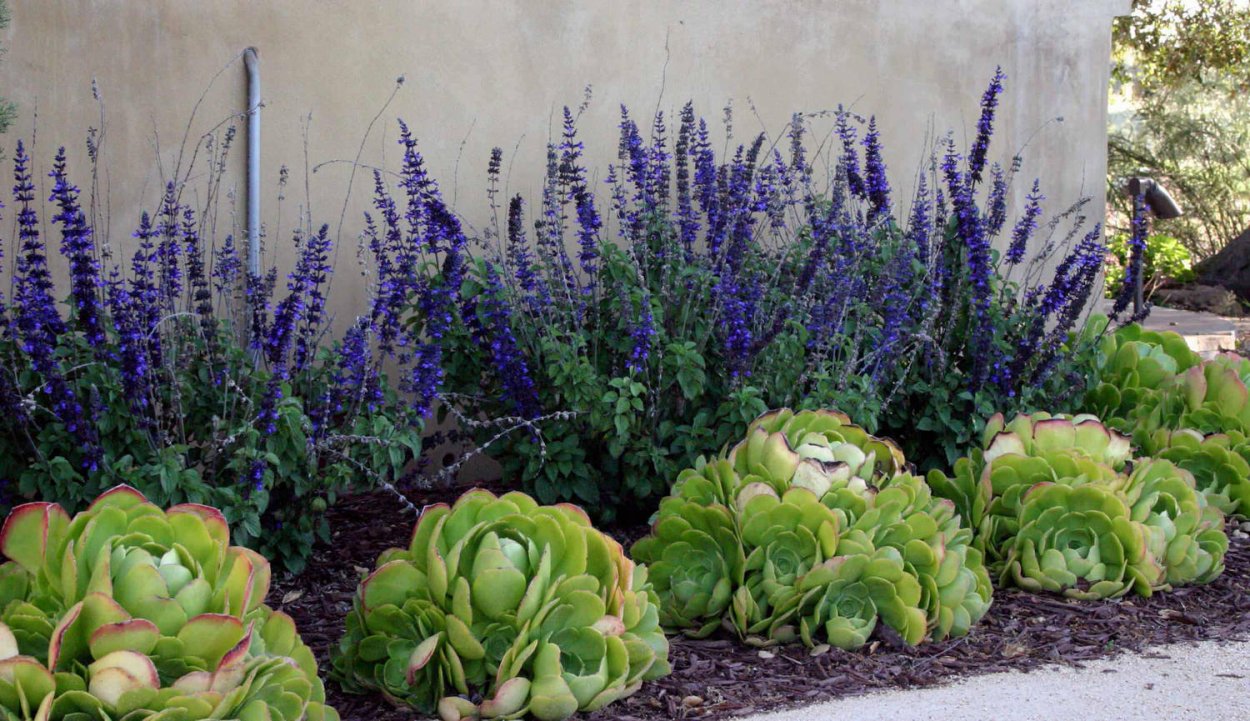 Розмарин чабрец орегано клумба
