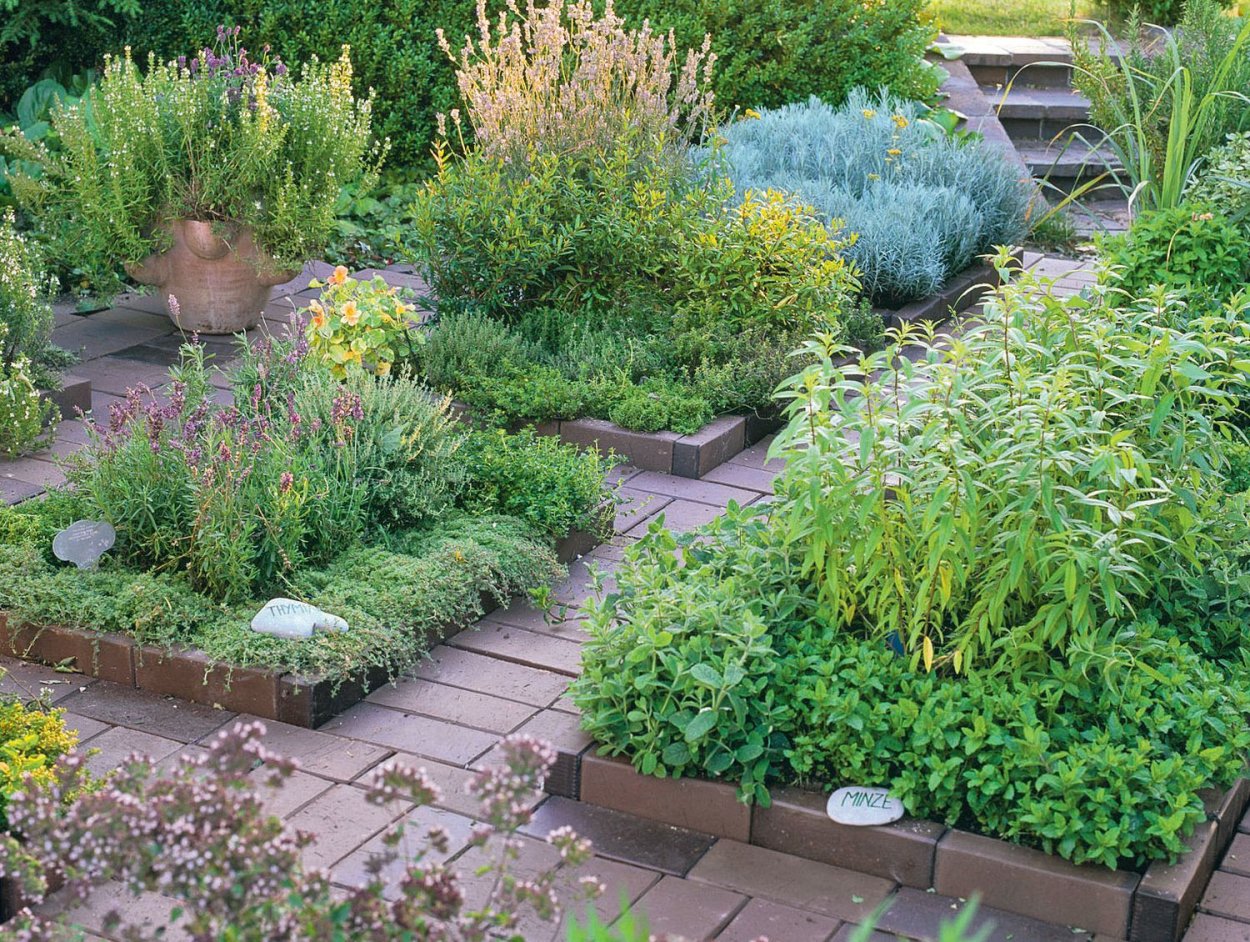 Мята в цветнике