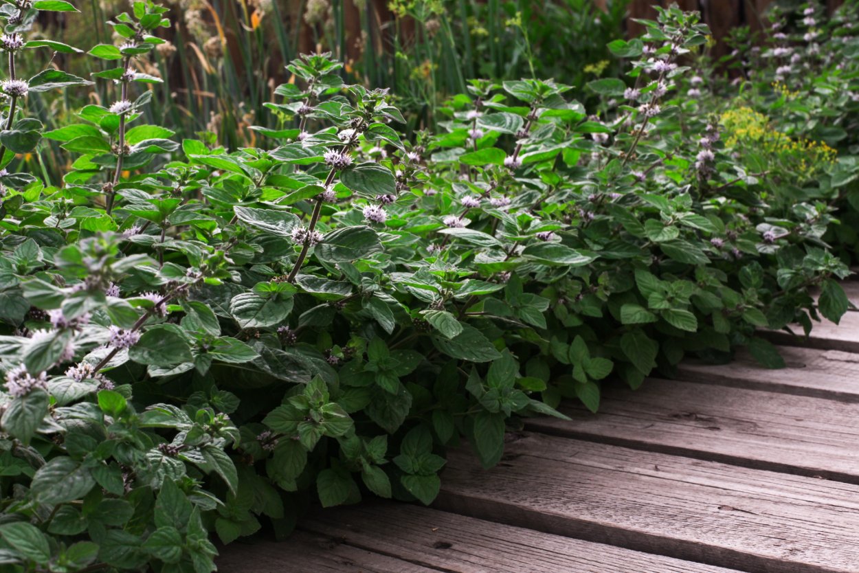 Керминзюк пряная трава