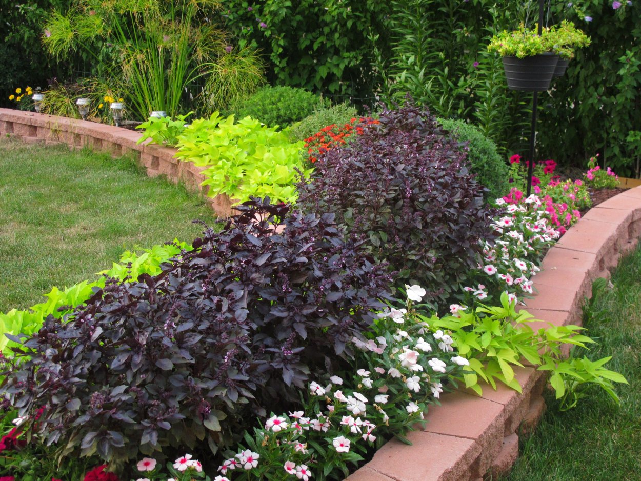 Базилик в миксбордере