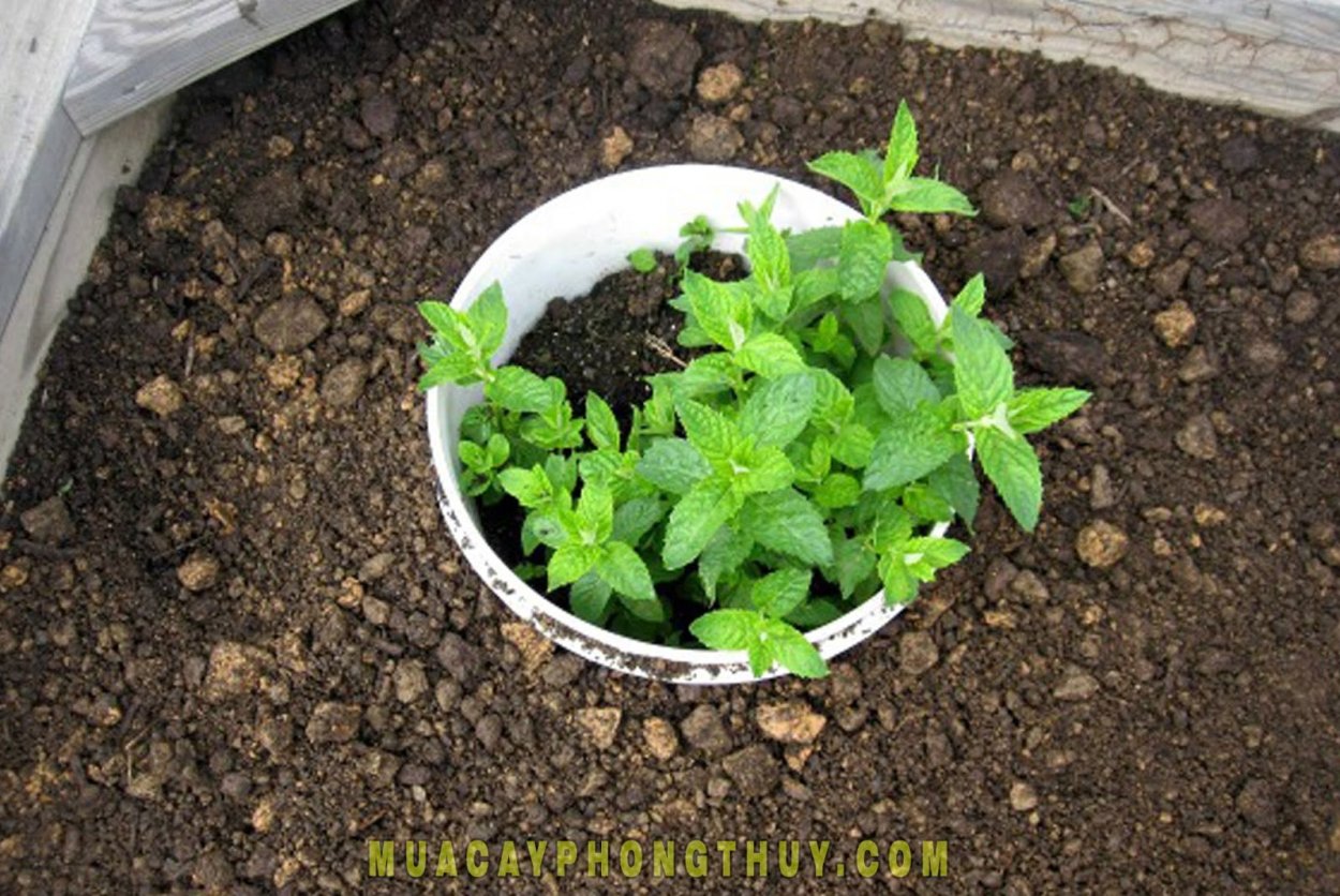 Мята и Мелисса грядка