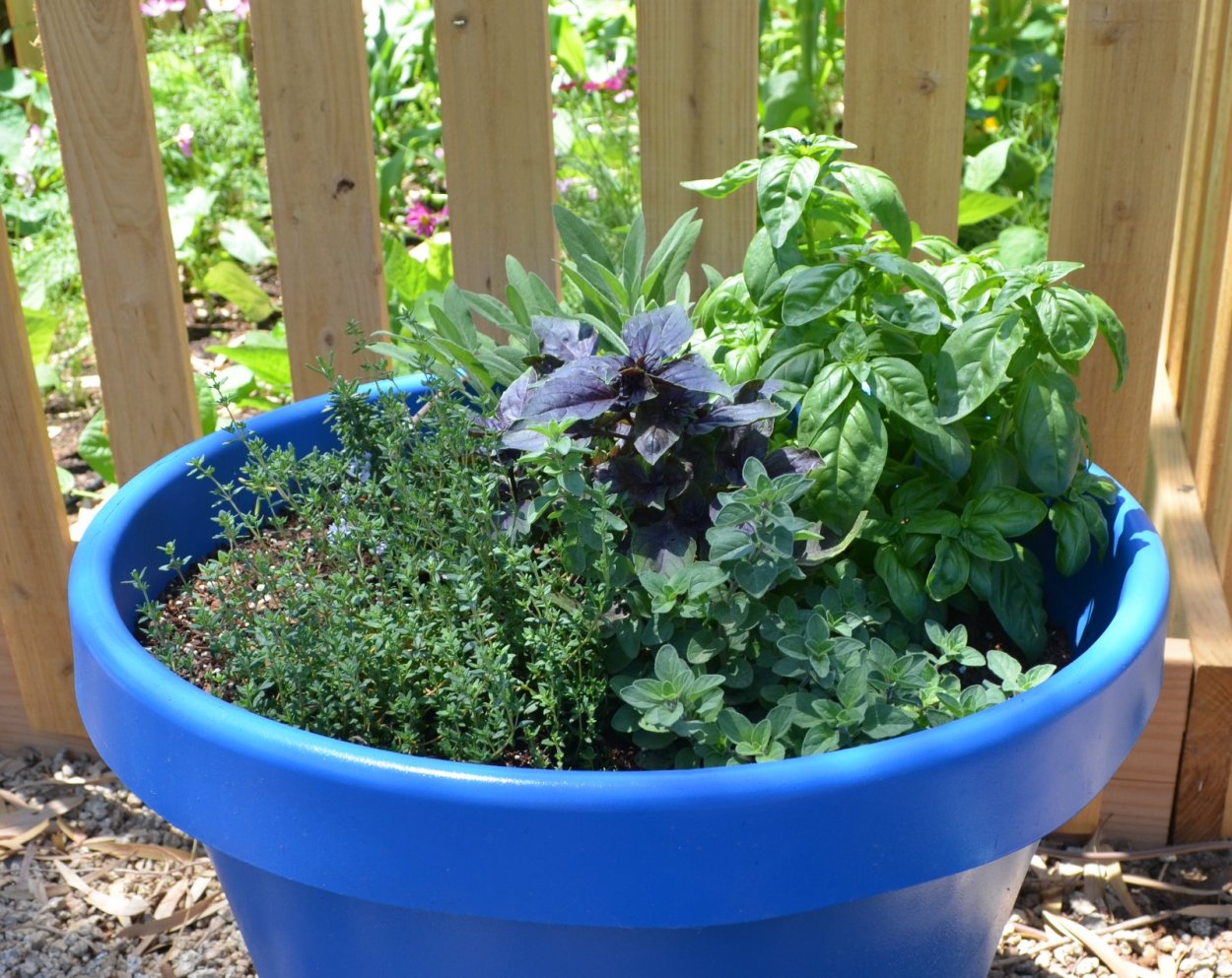 Мята мелколистная