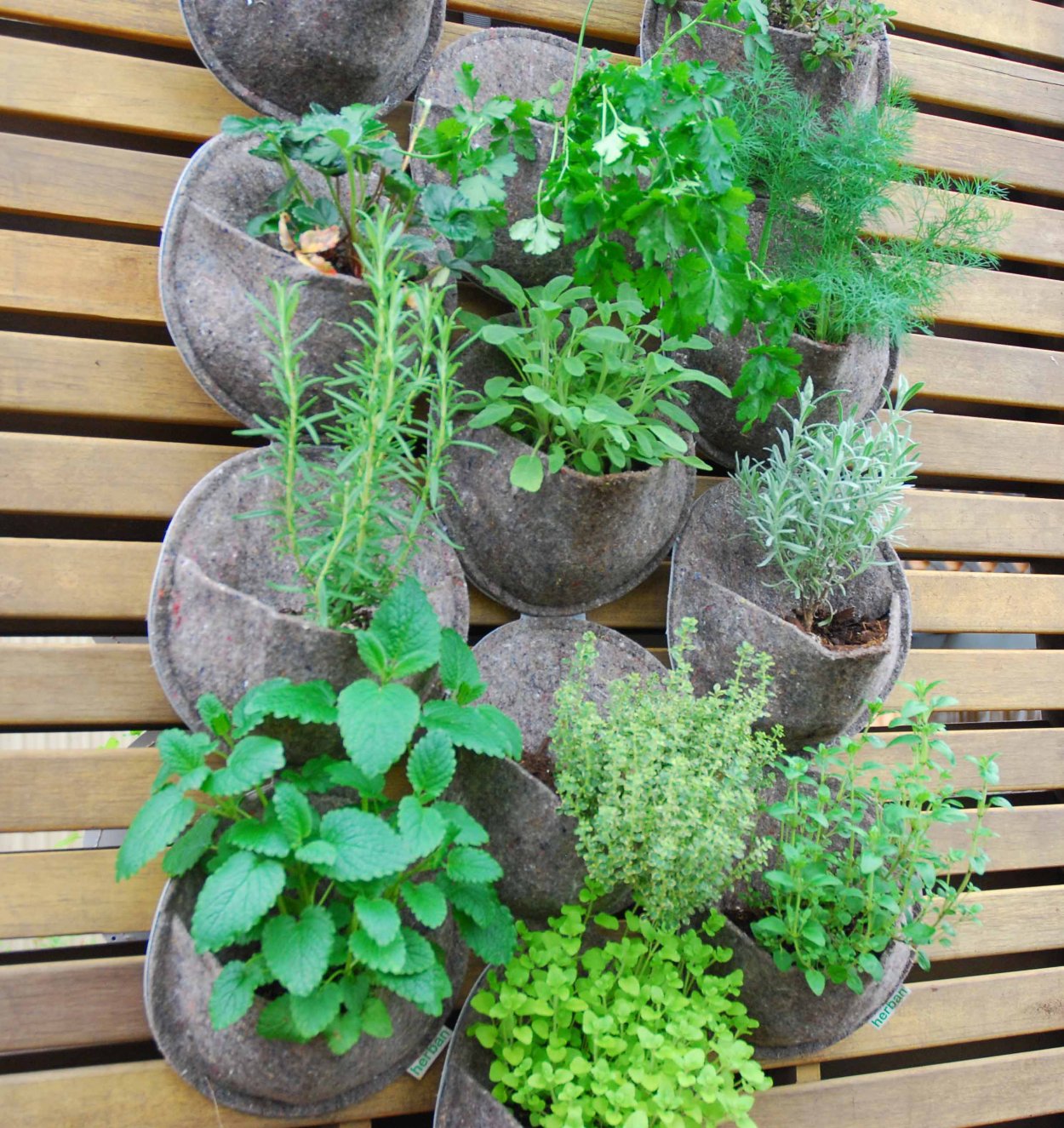 Огородик пряных трав