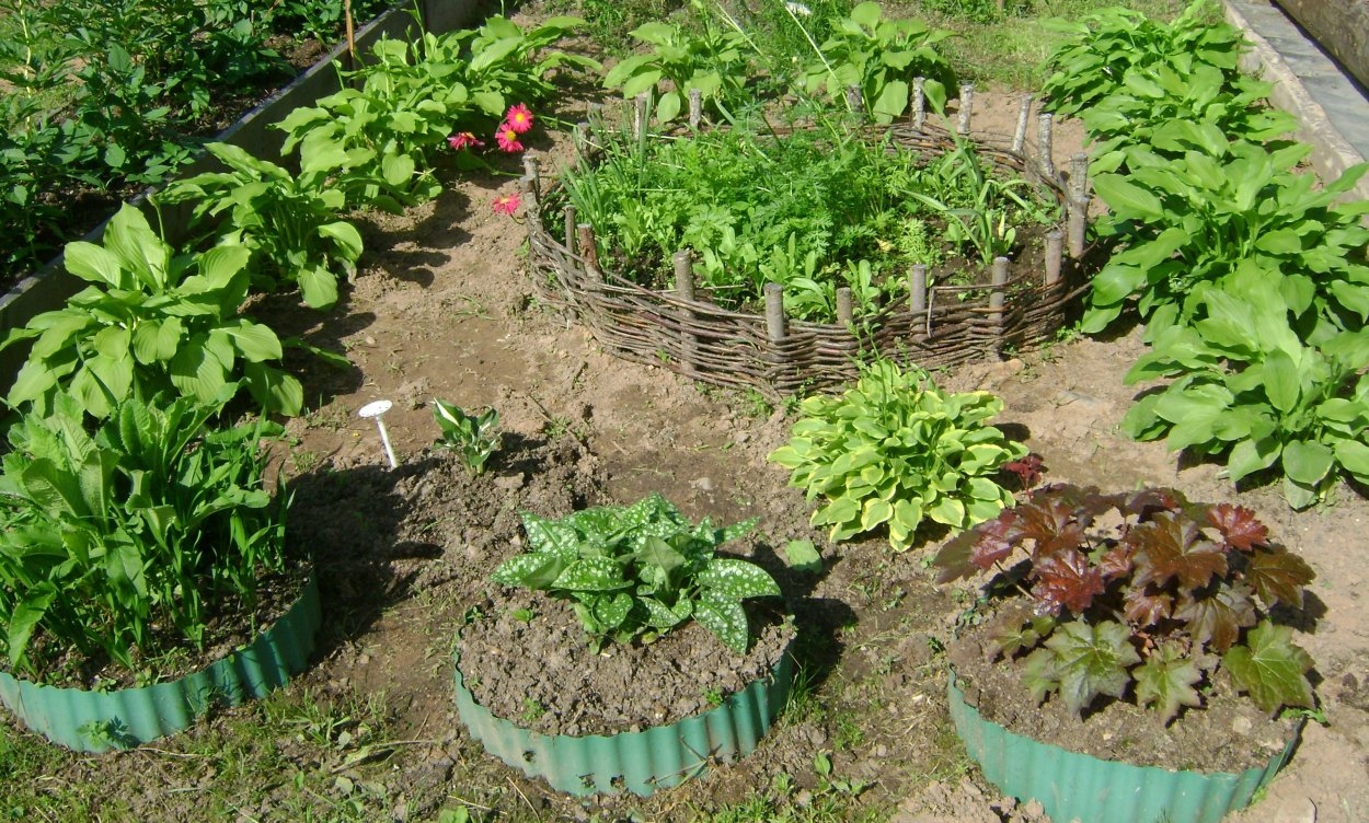 Грядка для мяты