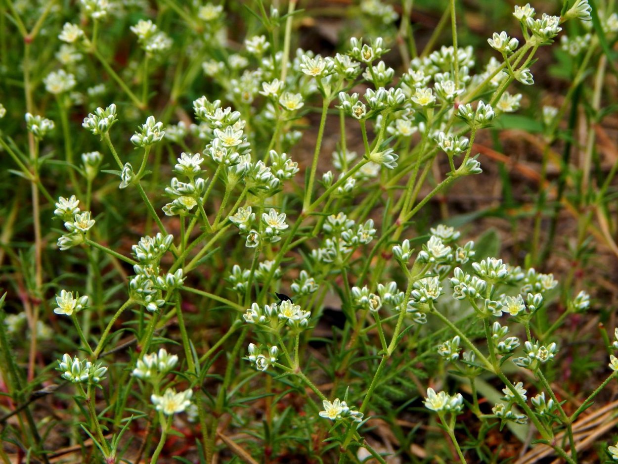 Сорняк дивала