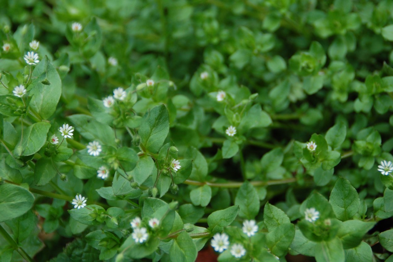 Мокрица сорняк огородный