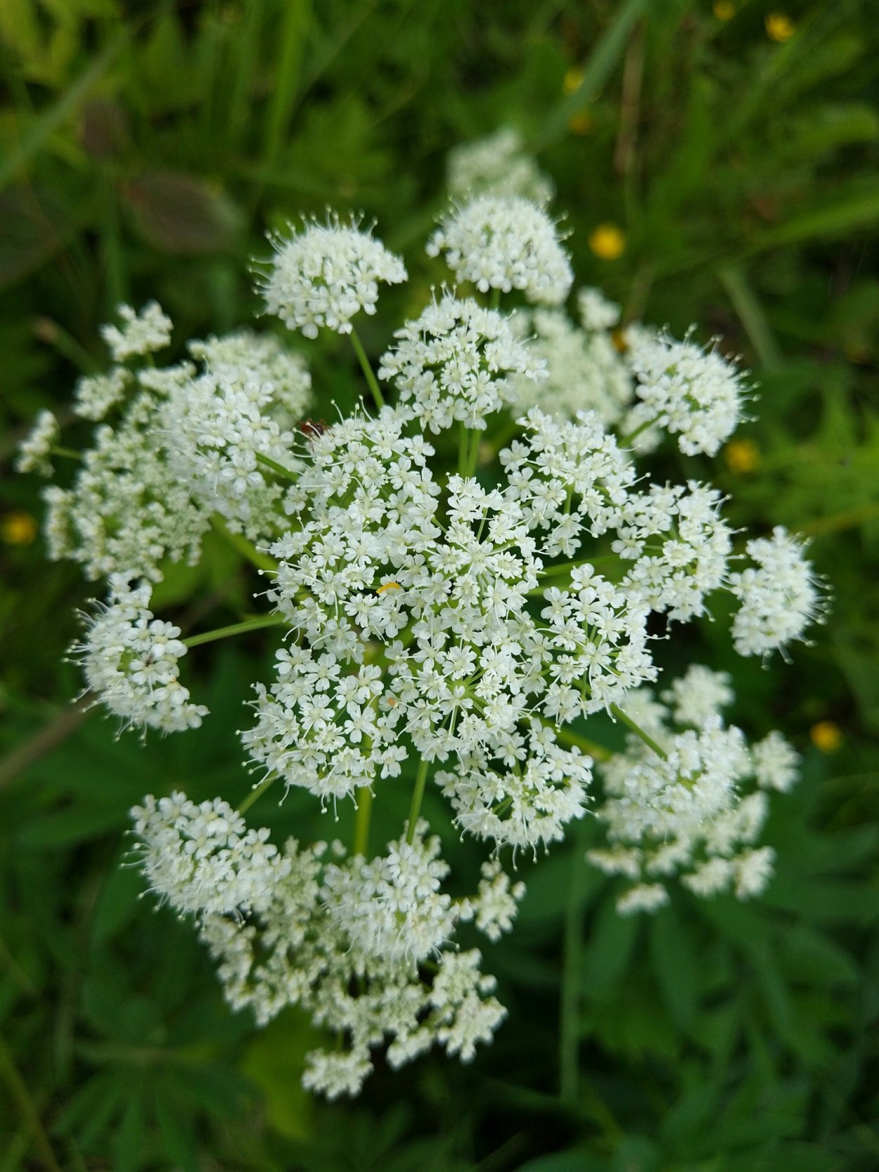 Белый зонтичный сорняк