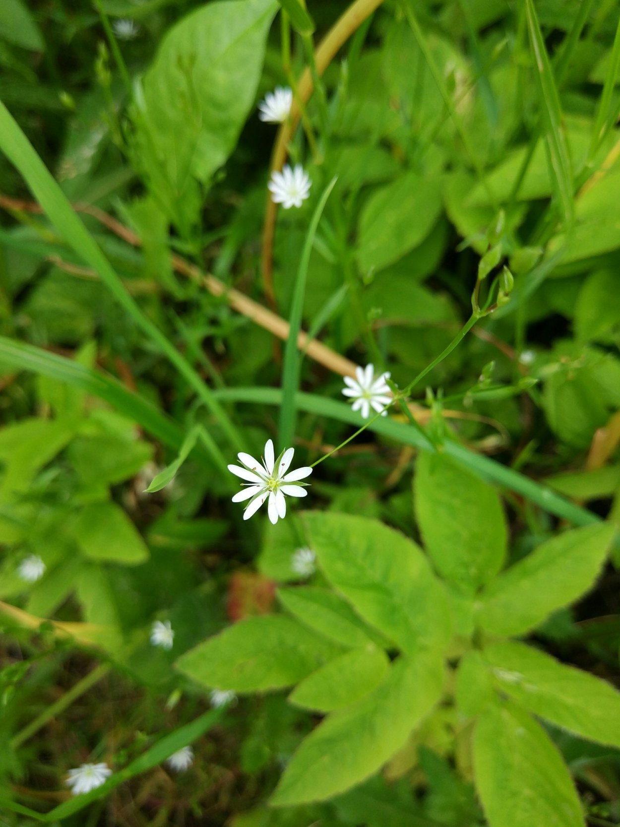 Сорняк с белыми цветочками