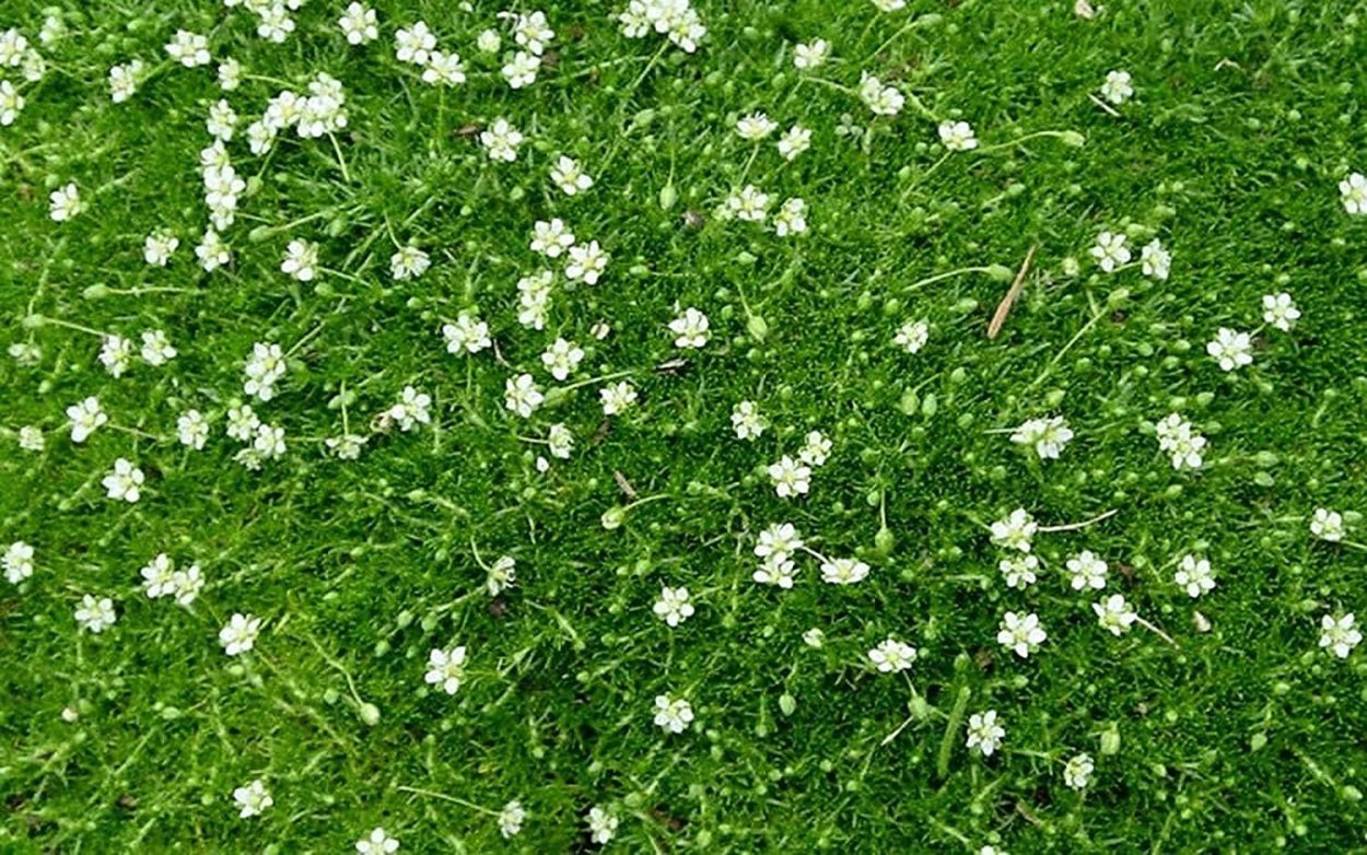 Мох с белыми цветочками