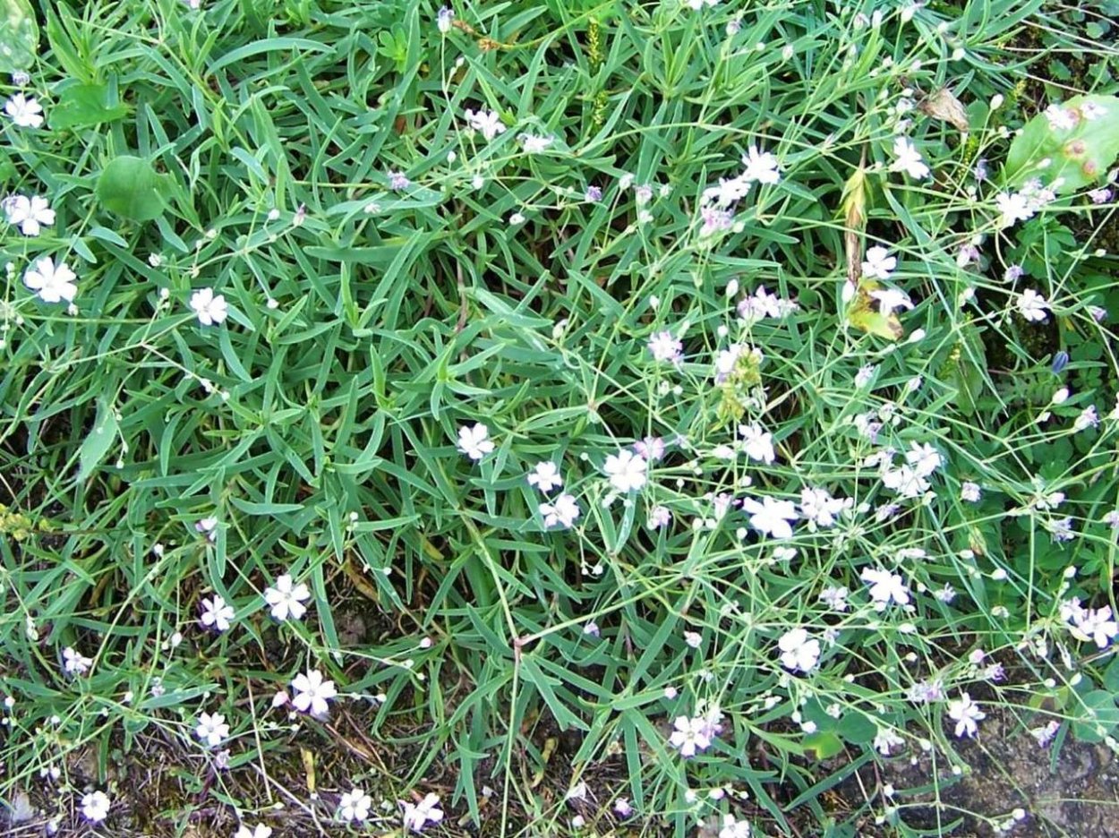 Гипсофила Полевая ползучая