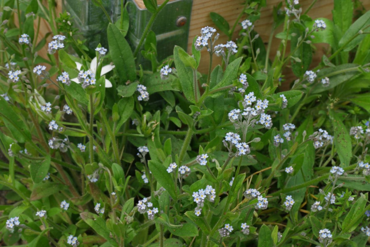 Цветок тысячелистник таволга