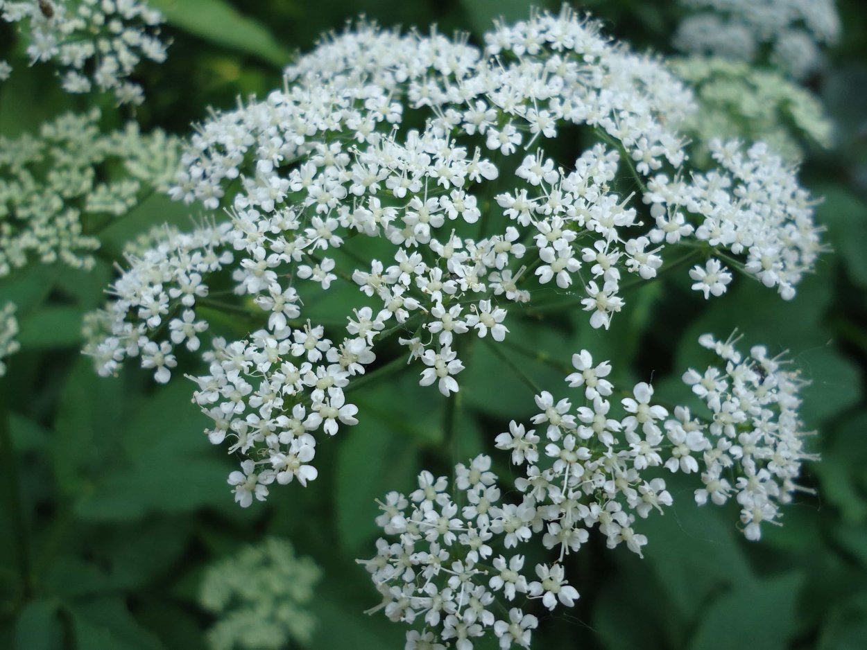 Цветок тысячелистник таволга