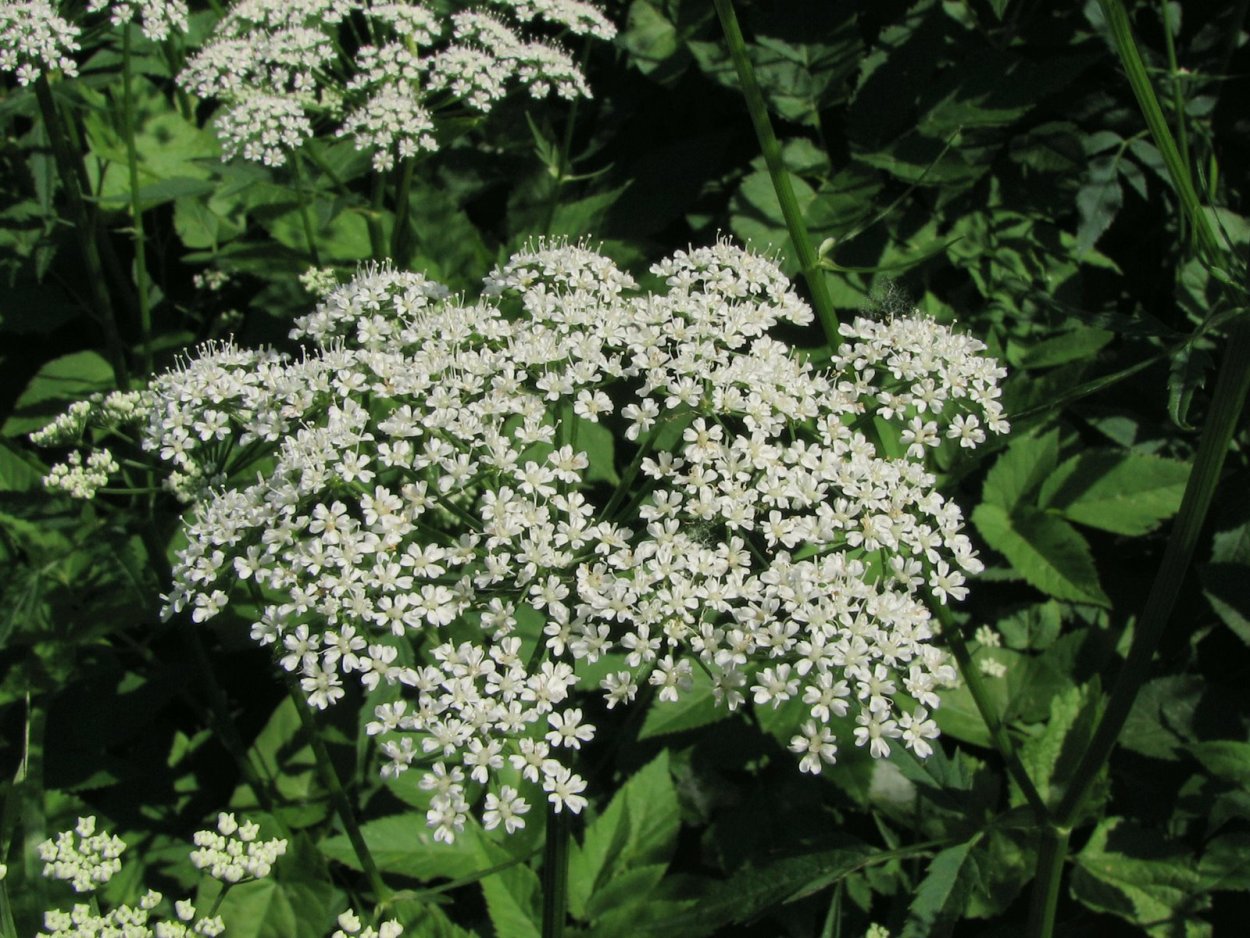 Сныть сныть купырь