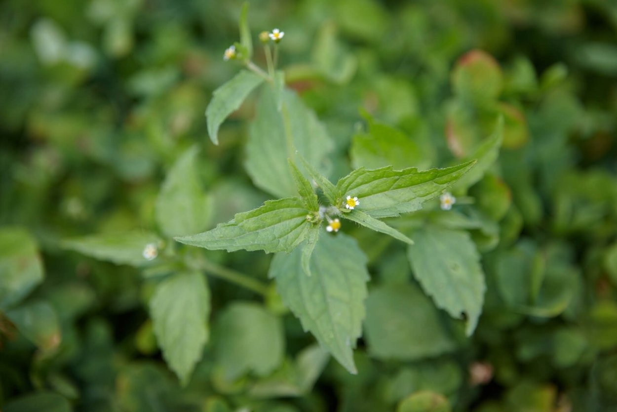 Мята мелкоцветковая