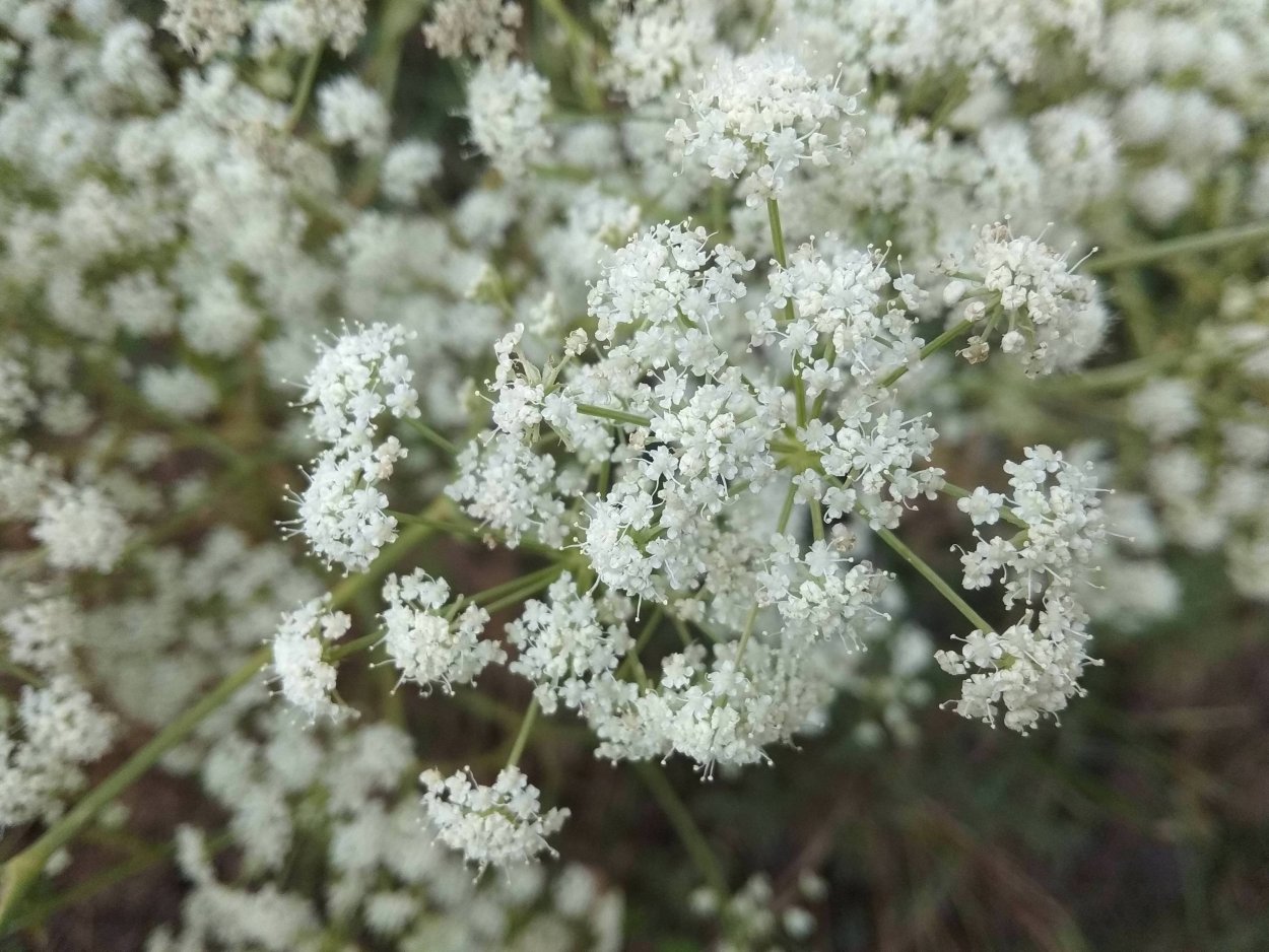 Мокрица трава сорняк