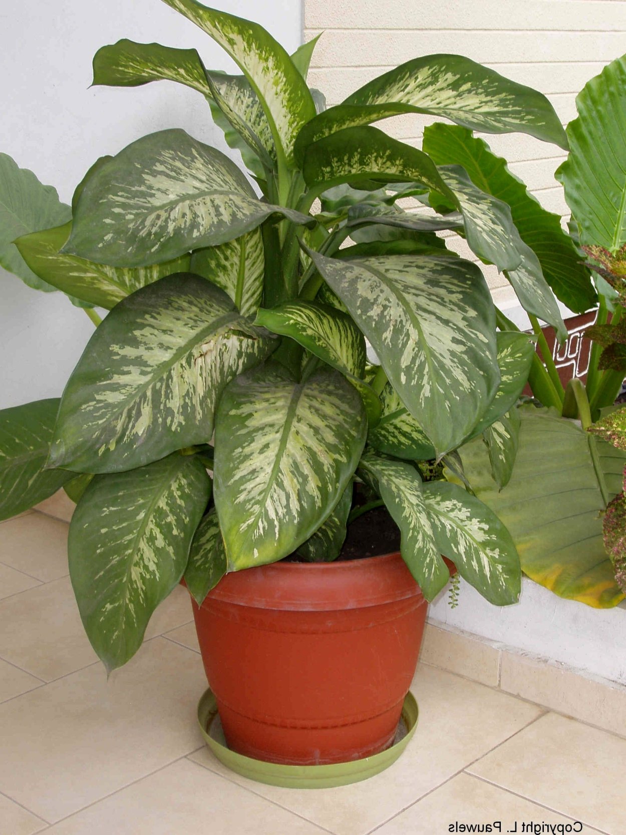 Epipremnum pinnatum Neon