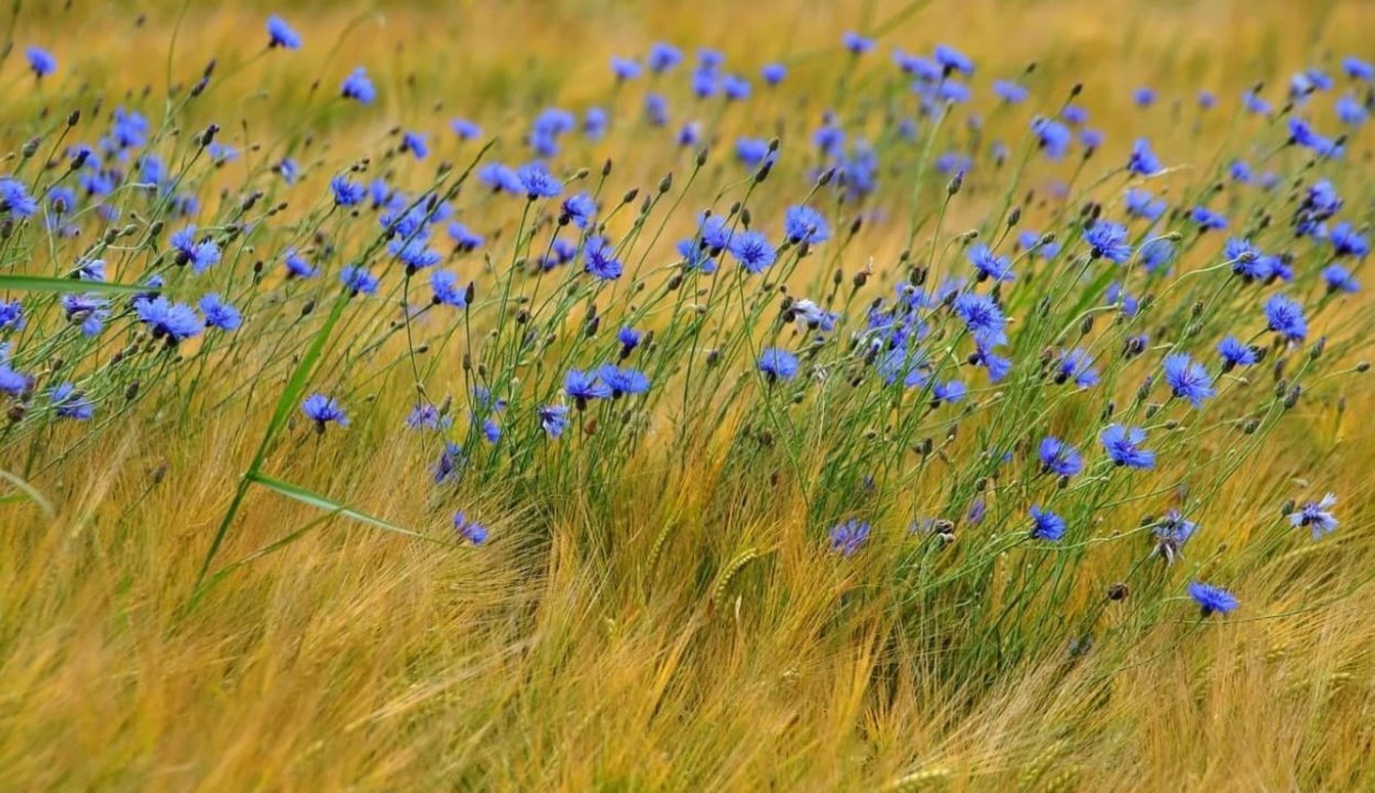 Ромашко Васильковое поле