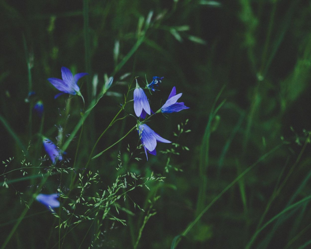 Голубые полевые цветы