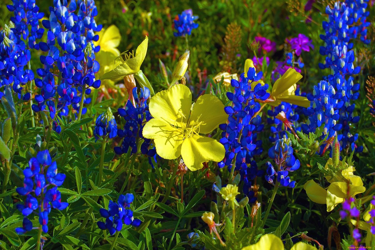 Темно синий полевой цветок