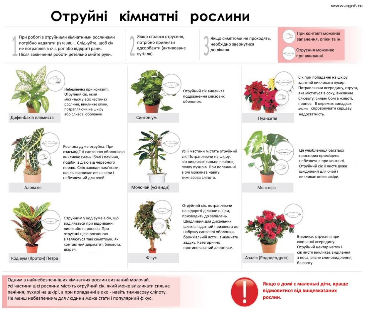 Ядовитые комнатные растения 10 цветов