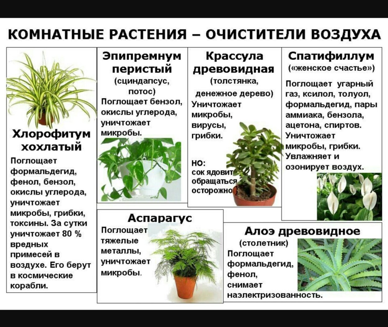 Аллергенные комнатные цветы