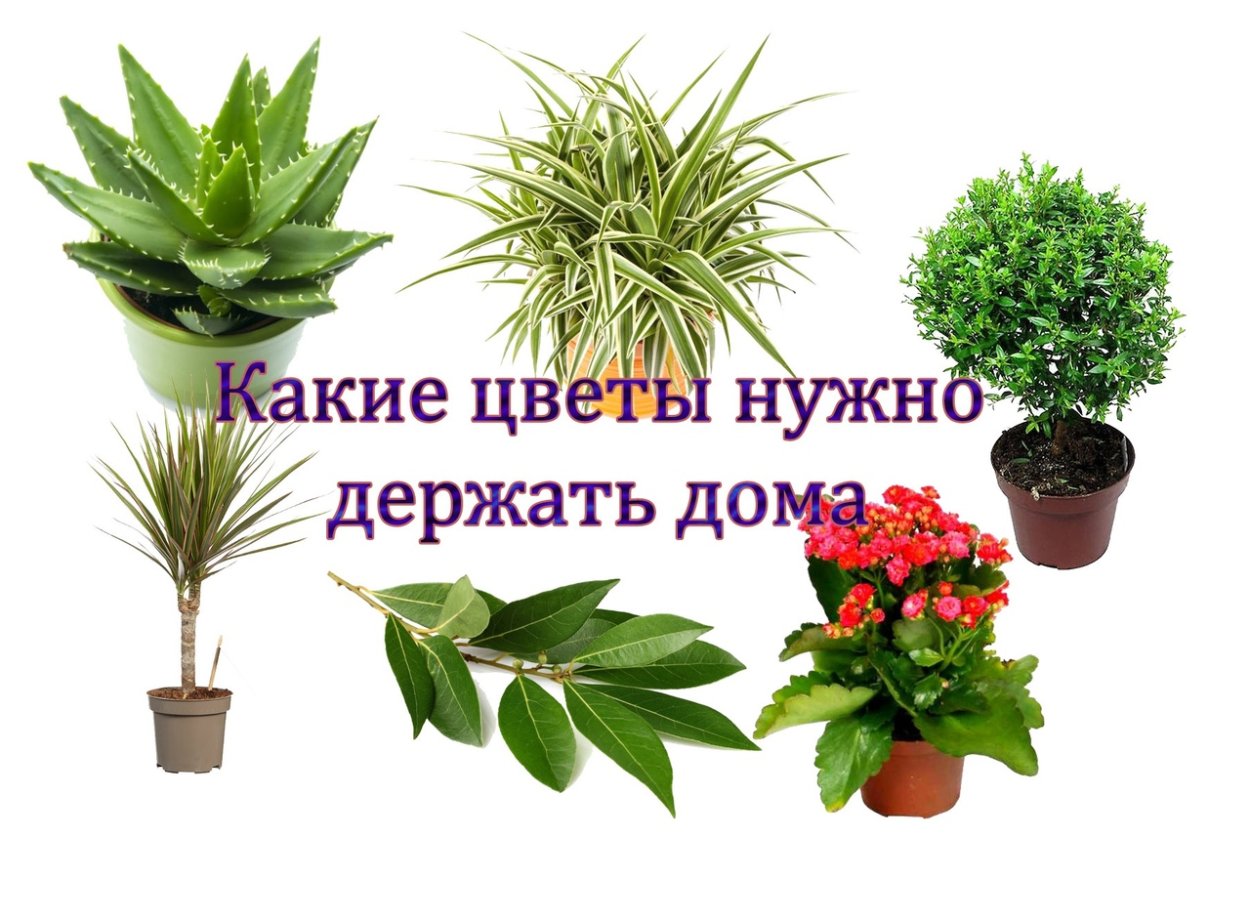 аллергенные комнатные растения фото и названия