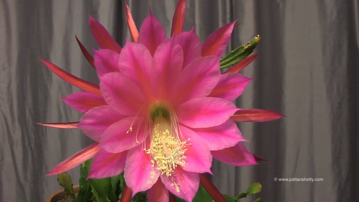 Лотос перевернутый цветок