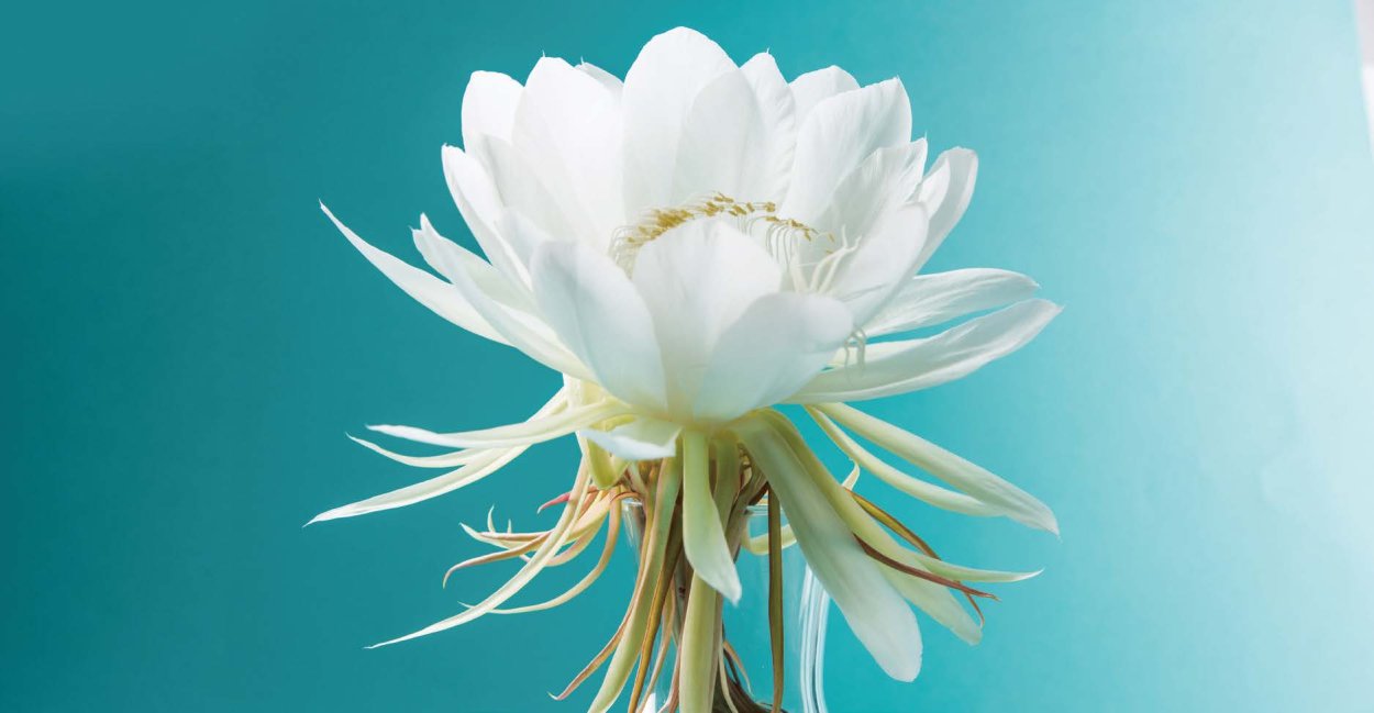 Брахмакамаль цветок