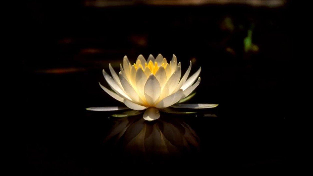 Рисунок Лотосы Кришна