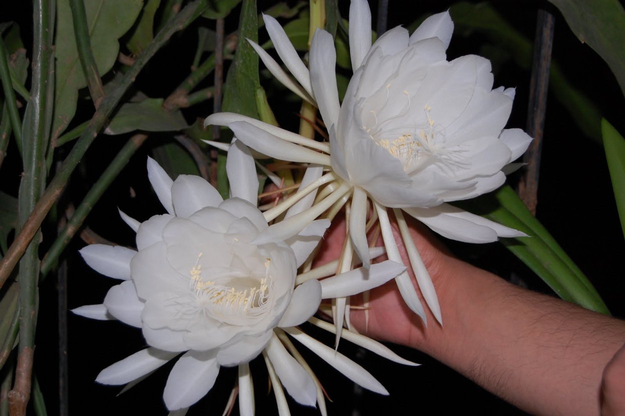 Лотос (Nelumbo)